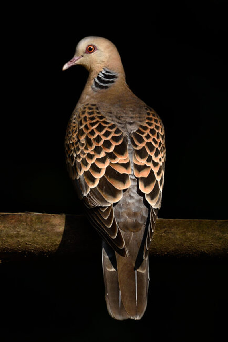 کنتراست عکاسی