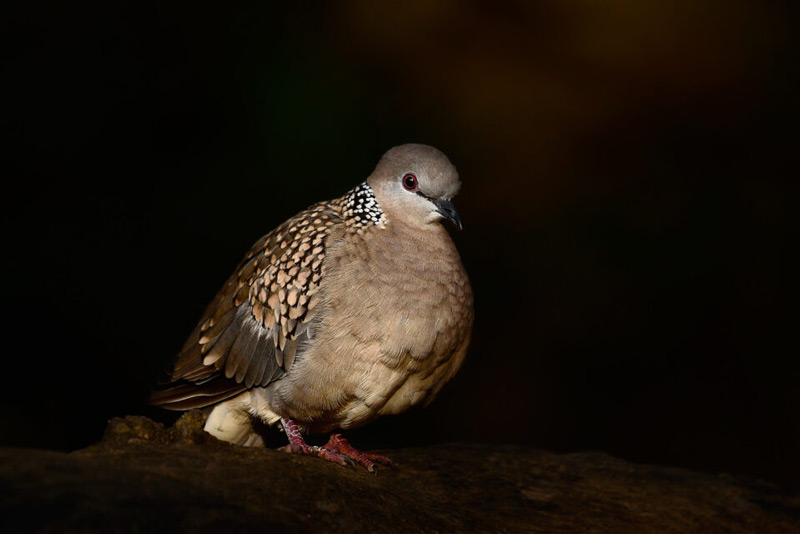 کنتراست عکاسی