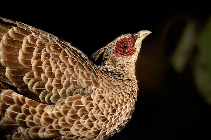 کنتراست عکاسی