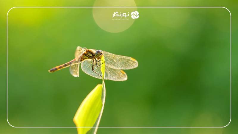 لنز سیگما Sigma 105mm f/2.8 DG DN Macro Art Lens for Sony E