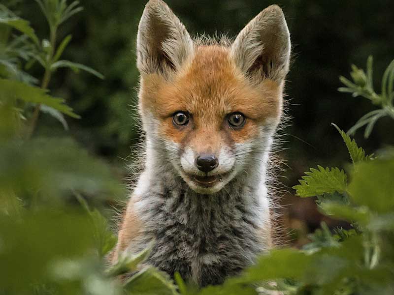 مسابقه BigPicture Natural World Photography Competition