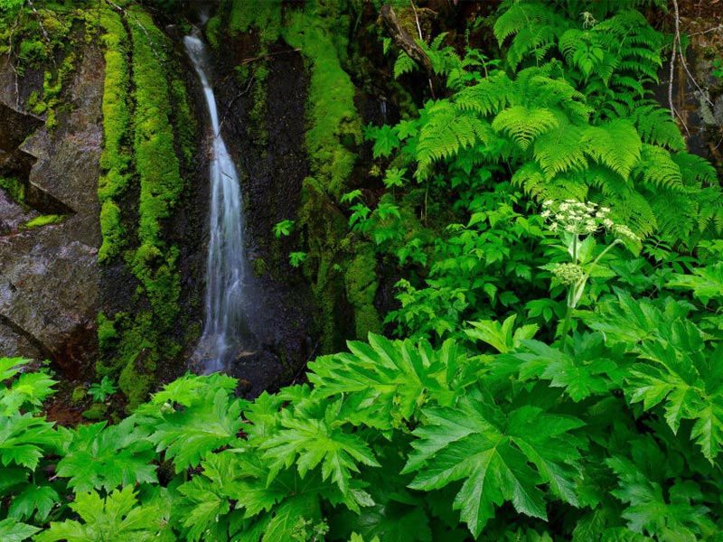 رنگ سبز در عکاسی