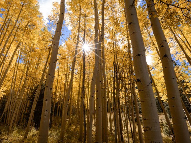 رنگ زرد در عکاسی