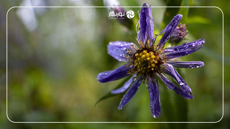 فوکوس خودکار و دقیق