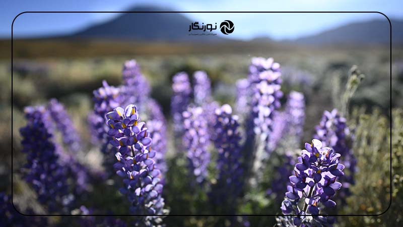 فوکوس دوربین