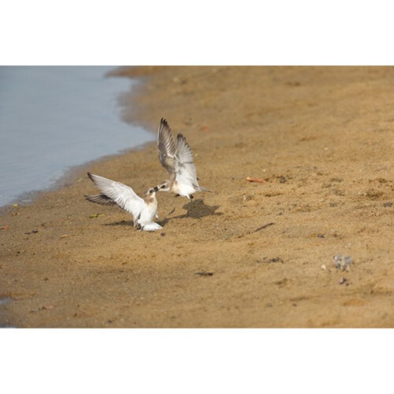 دوربین بدون آینه سونی Sony a1 II Mirrorless Camera Body