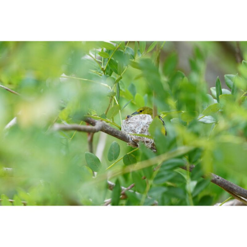 دوربین بدون آینه سونی Sony a1 II Mirrorless Camera Body