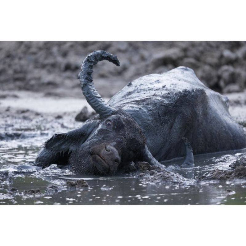 دوربین بدون آینه سونی Sony a1 II Mirrorless Camera Body