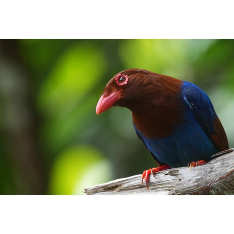 دوربین بدون آینه سونی Sony a1 II Mirrorless Camera Body