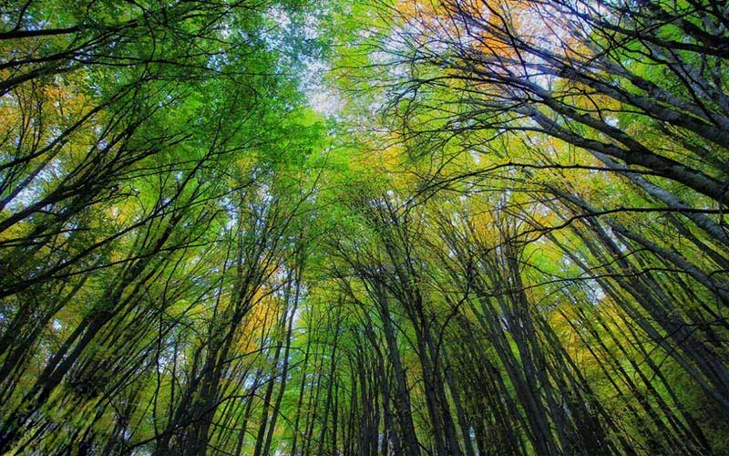 جشنواره فیلم و عکس جنگل‌های هیرکانی