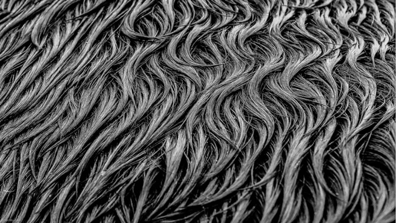 بافت در عکاسی سیاه و سفید