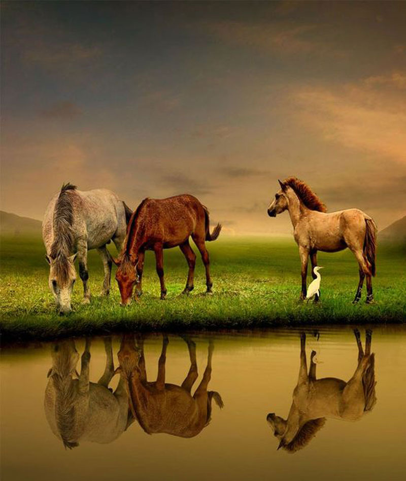 راهنمای جامع عکاسی از اسب