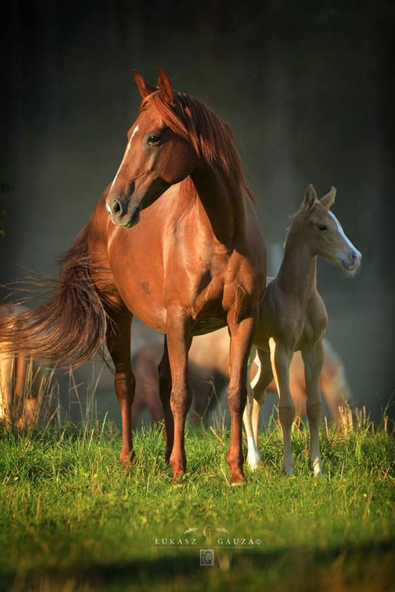 آموزش عکاسی از اسب