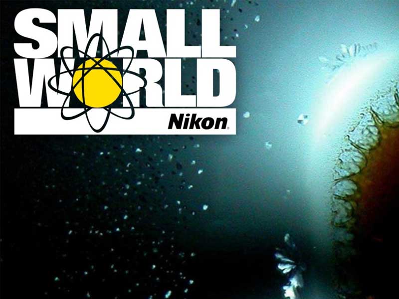 مسابقه Nikon Small World