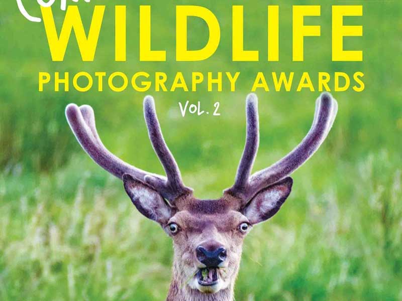 مسابقه The Comedy Wildlife Photography Awards