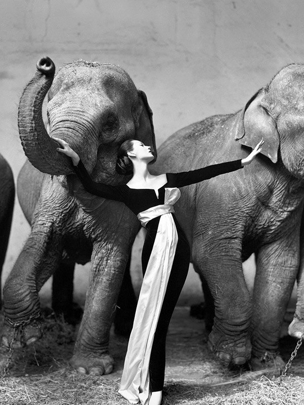 تصویر 17: دویما با فیل‌ها در پاریس، ریچارد اودون، 1955